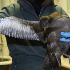 Vogels voeren in de winter: weet wat goed voor ze is!