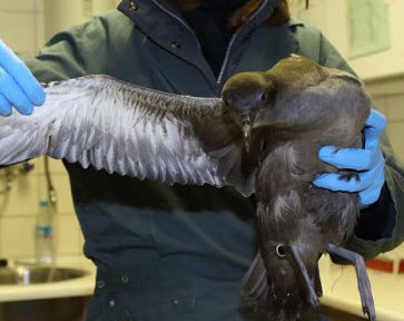 Vogels voeren in de winter: weet wat goed voor ze is!