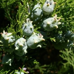 Trompenburg – Waar komen onze bomen vandaan?