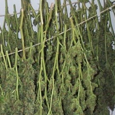 Dertig kilo drugs gevonden in woning Goudsesingel