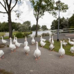 vogels voeren? doe het niet!