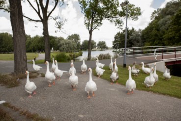 vogels voeren? doe het niet!