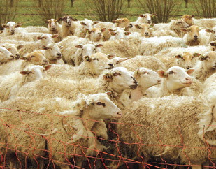 Nog weinig gras voor de schaapskudde