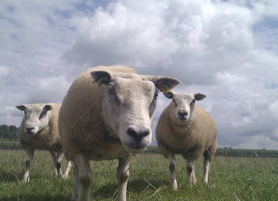 Schapen-onderwijsgek