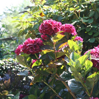 Japanse planten, de VOC en Von Siebold