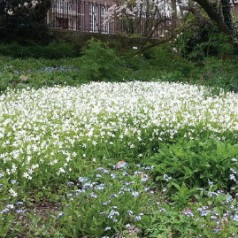 Eeuwfeest Botanische Tuin 1913-2013