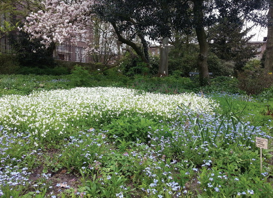 Eeuwfeest Botanische Tuin