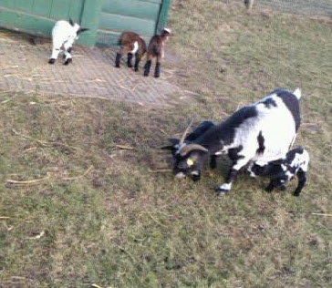 Raadsleden positief over herontwikkeling De Kraal