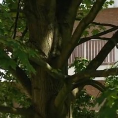 Rotterdamse bomen vogelvrij