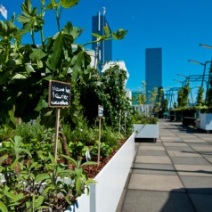 Verborgen Tuinen – groene ontdekkingsreis door Rotterdam