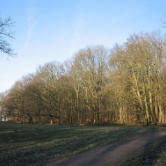 Prinsessen van de Kralinger Hout