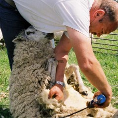 Schaapscheerfeest in de Eschpolder
