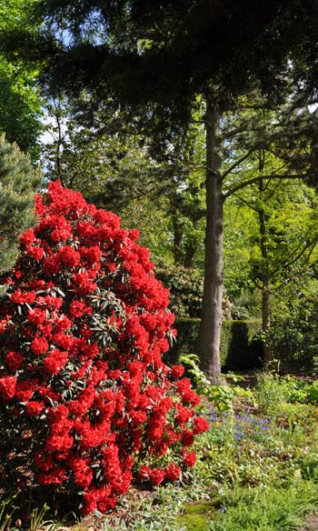 Rhodo-'smal