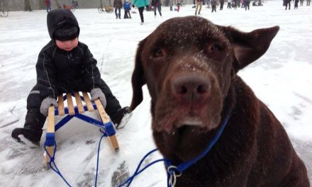 “Ik wil die schoft vinden die mijn hond doodreed”