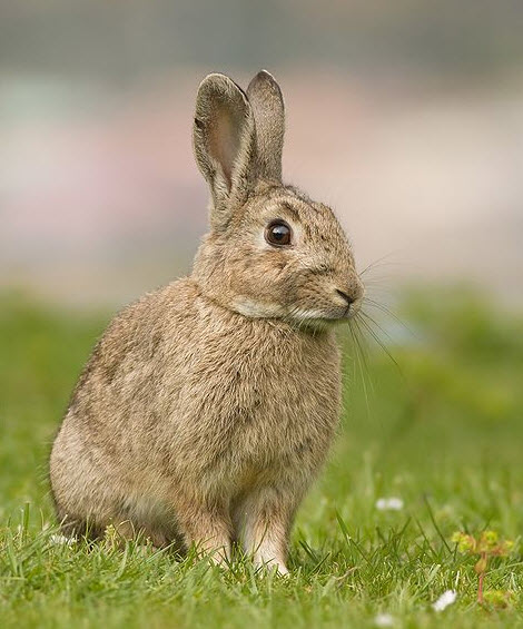 Ingezonden brief: Dierenmishandeling in park De Oude Plantage