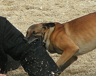 Inbreker in de kraag gevat door politiehond