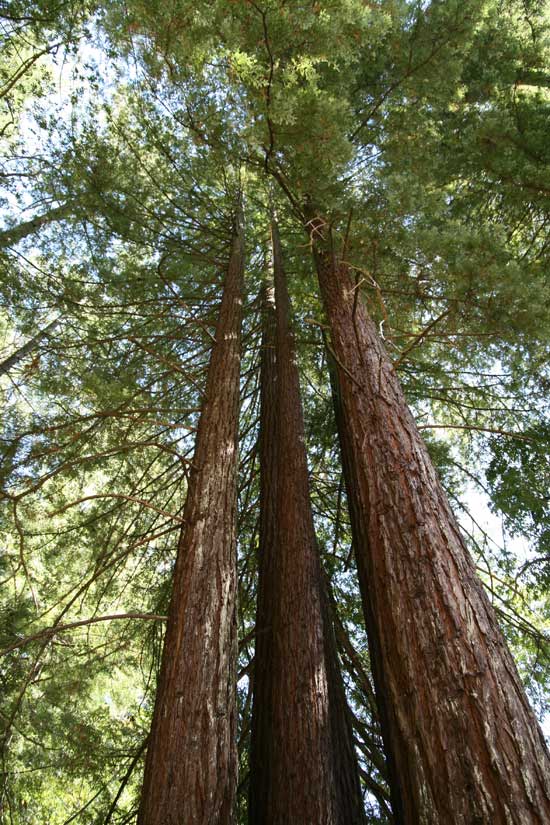 Sequoia_sempervirens