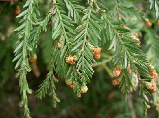 Bijzondere boomverplanting Sequoia naar Trompenburg