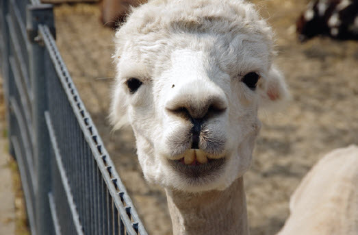 BavoKring lama