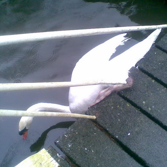 Zwaan gered in Trompenburg