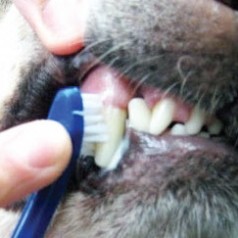 Workshop ‘Tandverzorging hond en kat’