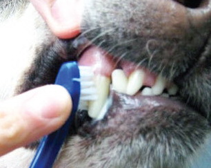 Workshop ‘Tandverzorging hond en kat’