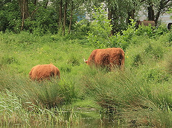 Grazers terug op het Eiland van Brienenoord