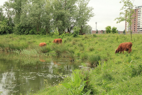 Schotse Hooglanders midden in Rotterdam