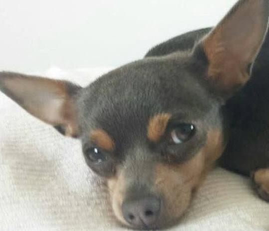 Vermist: Chiwawa Wilma in Kralingse Bos