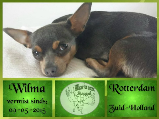 wilma chiwawa kralingsebos
