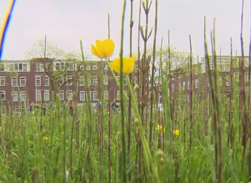 Crooswijk bestookt met zaadbommen