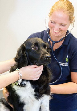 dierenkliniek rotterdam hond