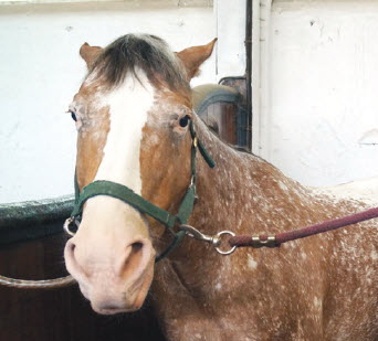 Werken als een Paard