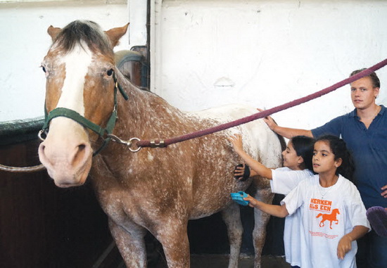 Werken als een Paard