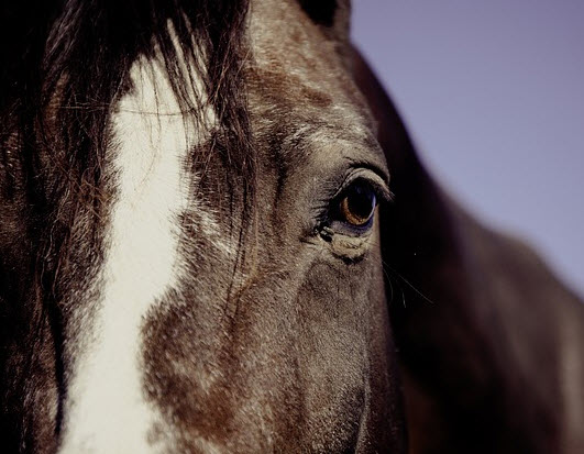 Cursus Paard & Welzijn voor Ouder en Kind