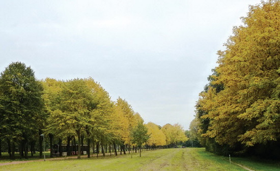 Meer dan 200 bomen worden gekapt