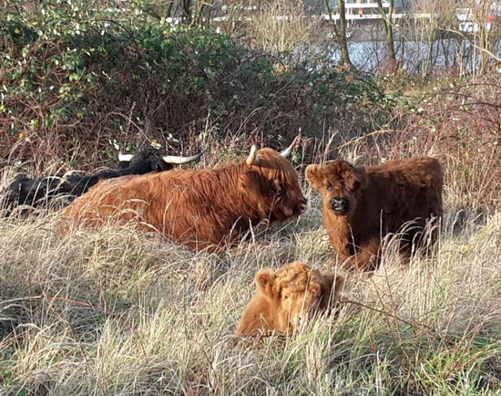 Kudde Schotse Hooglanders met welverdiende vakantie