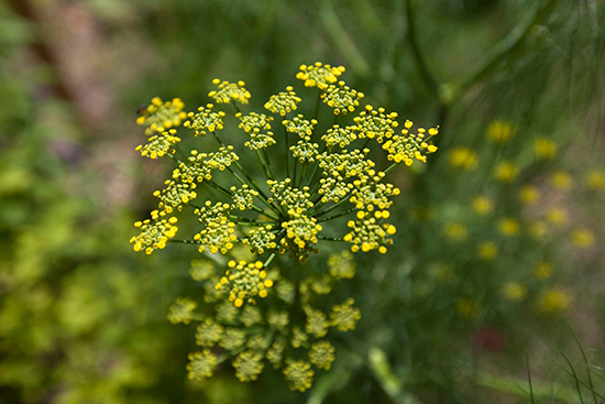 Wandeling bij Trompenburg met als thema Botanische Gastronomie