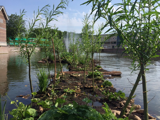 Drijvende eilanden in DWL bassins