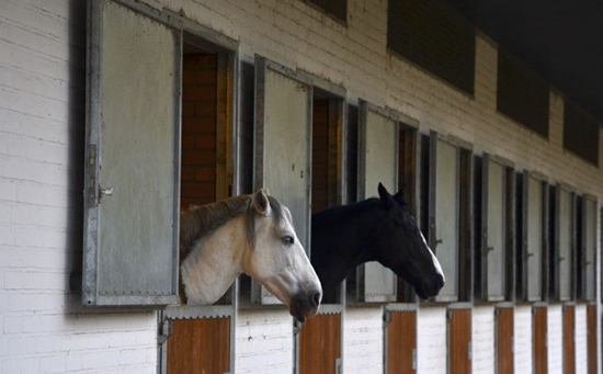 paarden