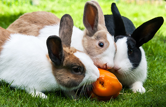 Kom naar de housewarmingparty op Kinderboerderij De Kraal