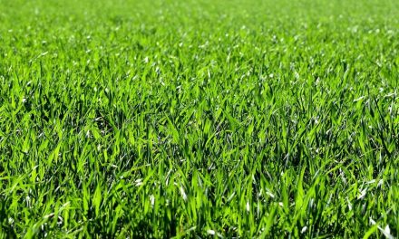 Is kunstgras in de tuin gevaarlijk?