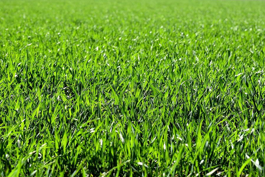 Is kunstgras in de tuin gevaarlijk?