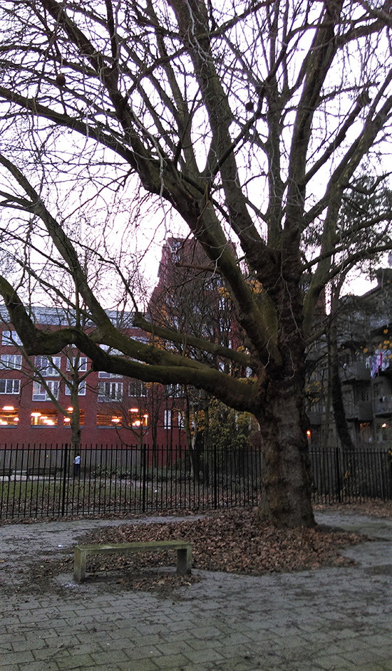 Red de monumentale Plataan Adamshofstraat