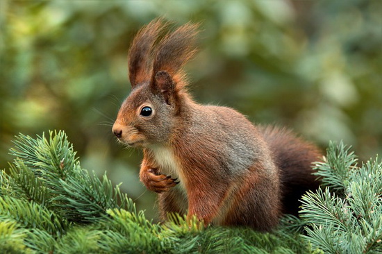 Het grote eekhoornmysterie in het Kralingse Bos