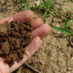 Gratis compost voor Rotterdammers
