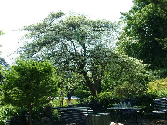 Lentefeest in Botanische Tuin Kralingen