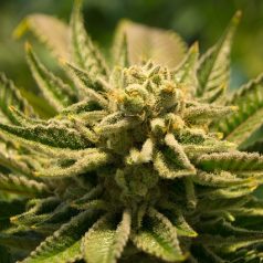 Tuincentrum Rotterdam-Prinsenland blijkt dekmantel voor drugshandel