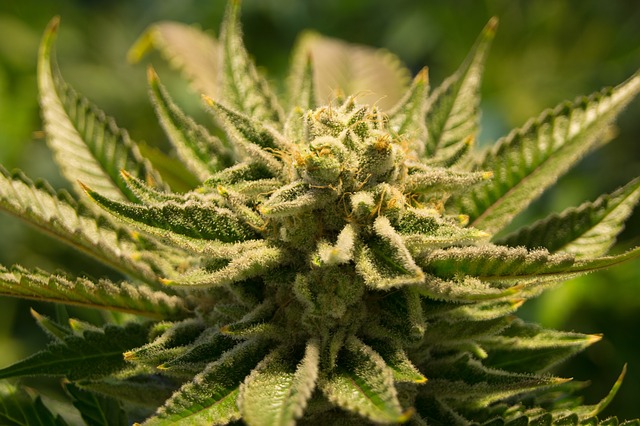 Tuincentrum Rotterdam-Prinsenland blijkt dekmantel voor drugshandel