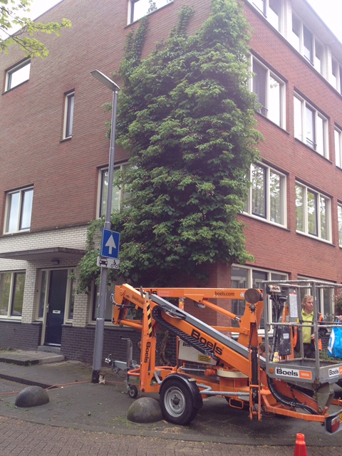 Brief aan burgemeester Aboutaleb over verwijderen klimhortensia IJsclubstaat